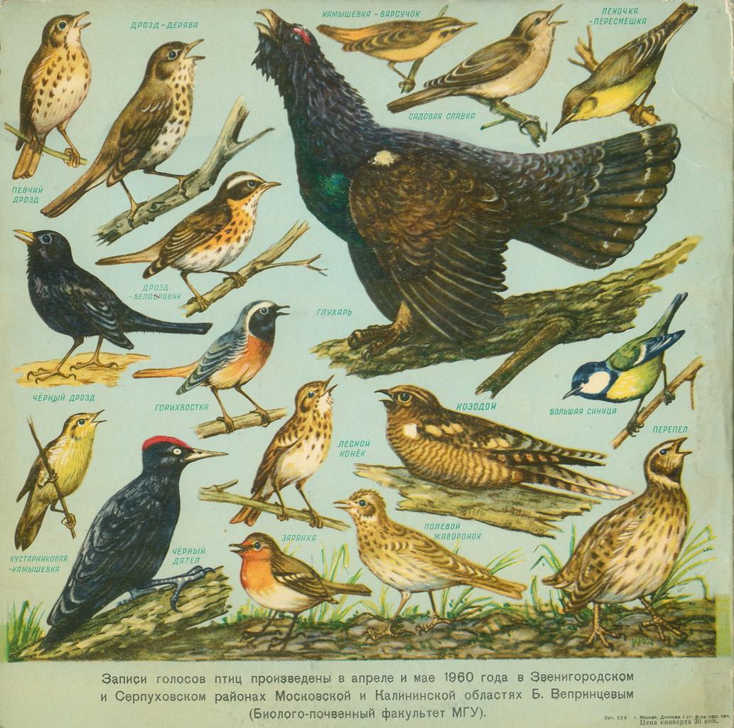 ГОЛОСА ПТИЦ В ПРИРОДЕ (2 серия)