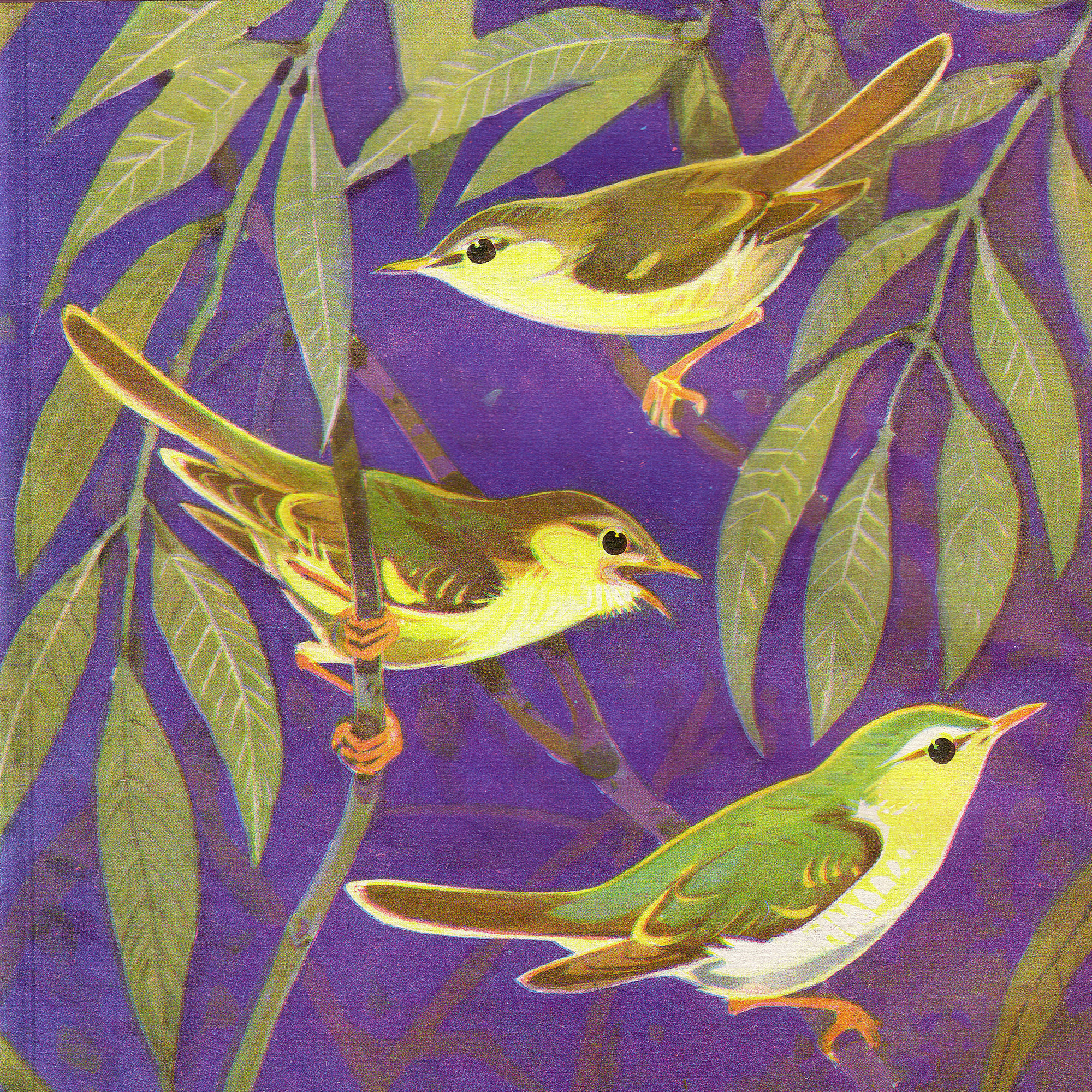 Приложение к книге Александра Баркова «Голоса весеннего леса»