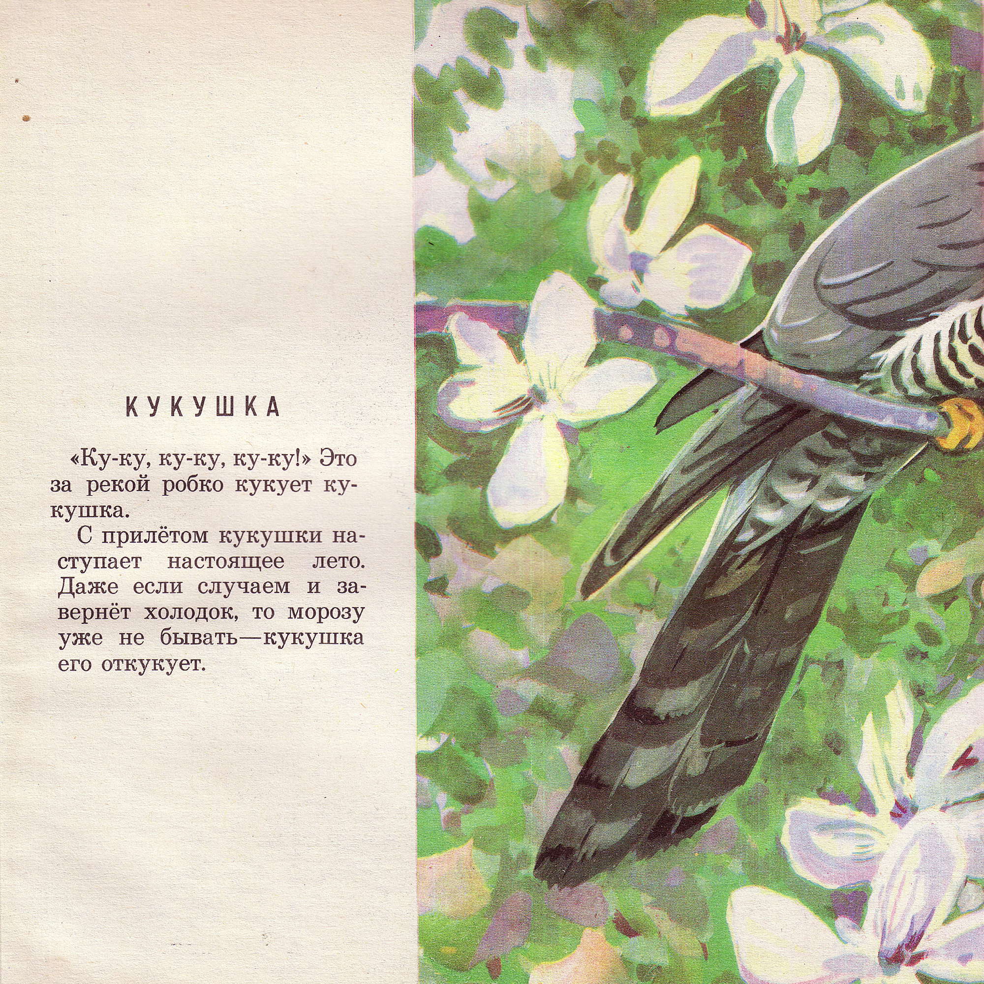 Приложение к книге Александра Баркова «Голоса весеннего леса»