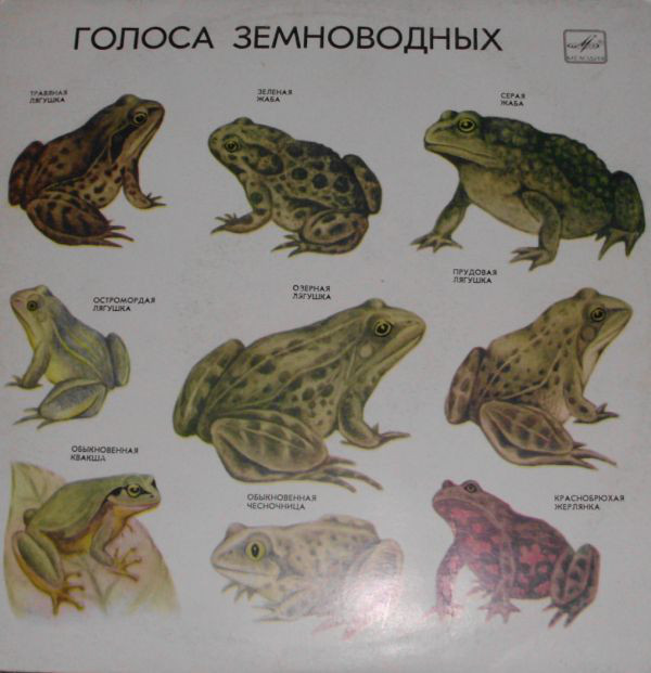 ГОЛОСА ЗЕМНОВОДНЫХ (для учащихся ср. школы). Автор текста и записей И. Никольский