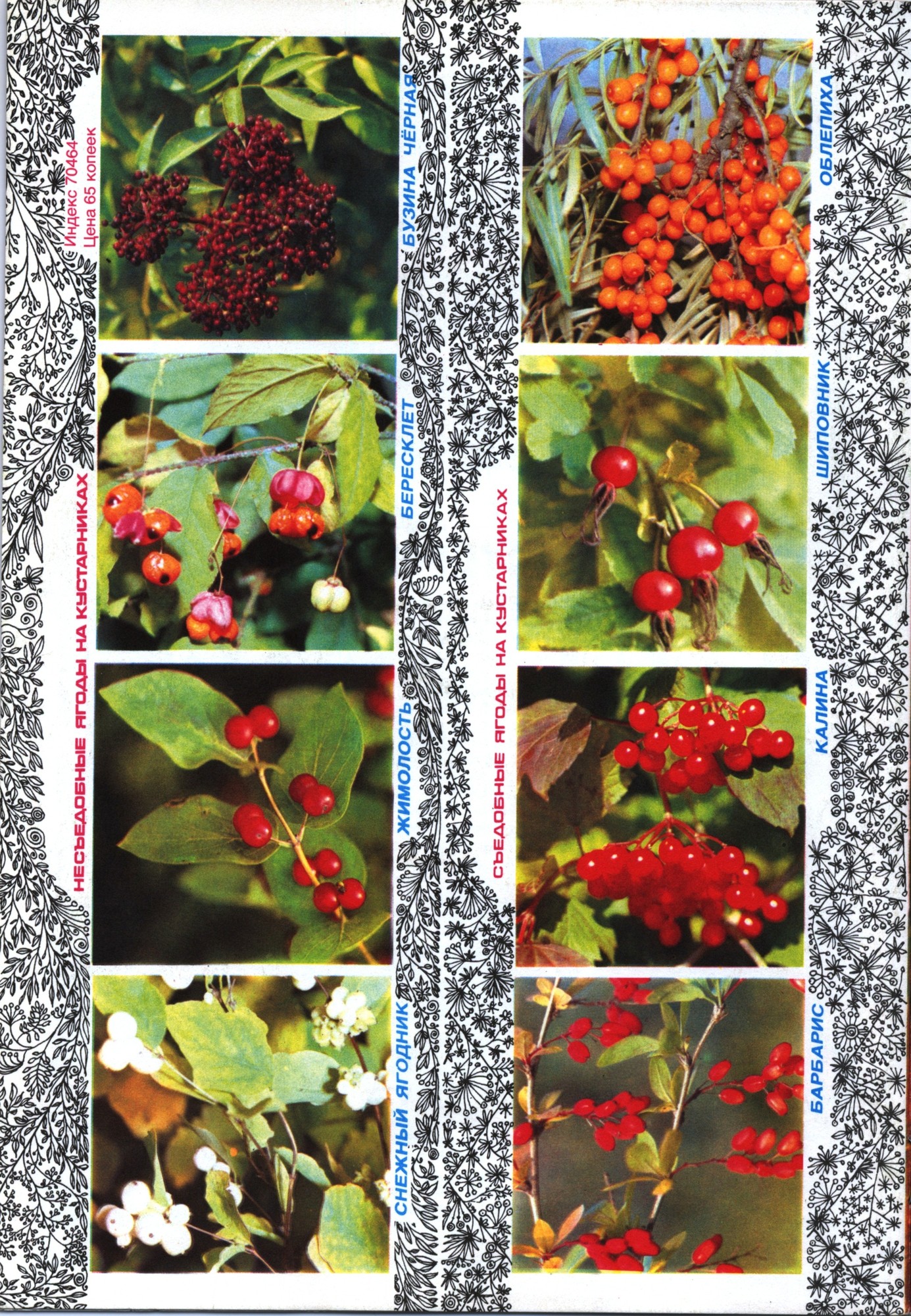 Колобок 1981 № 8