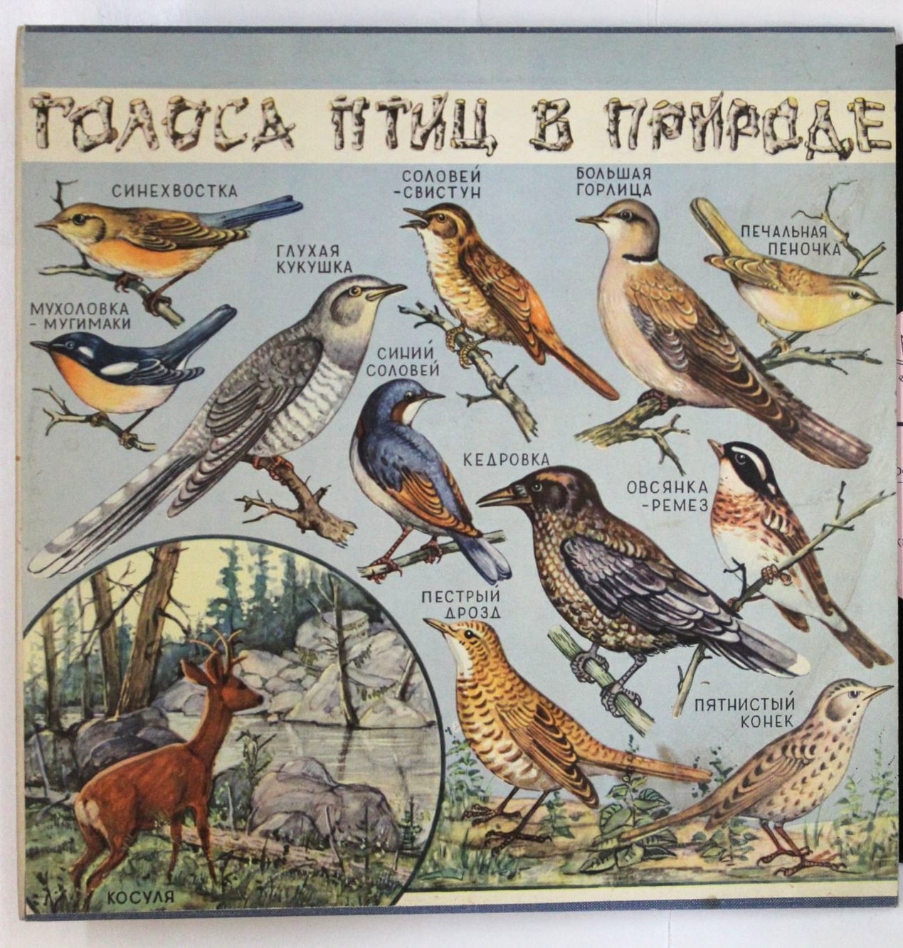 ГОЛОСА ПТИЦ В ПРИРОДЕ. Серия 4: Птицы Сибири