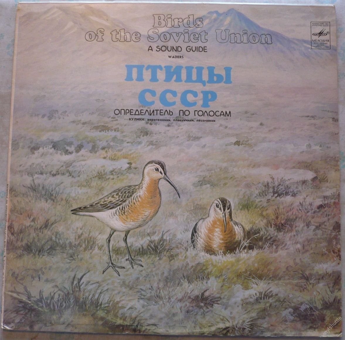 ПТИЦЫ СССР. Определитель по голосам (подготовлен Б. Вепринцевым).