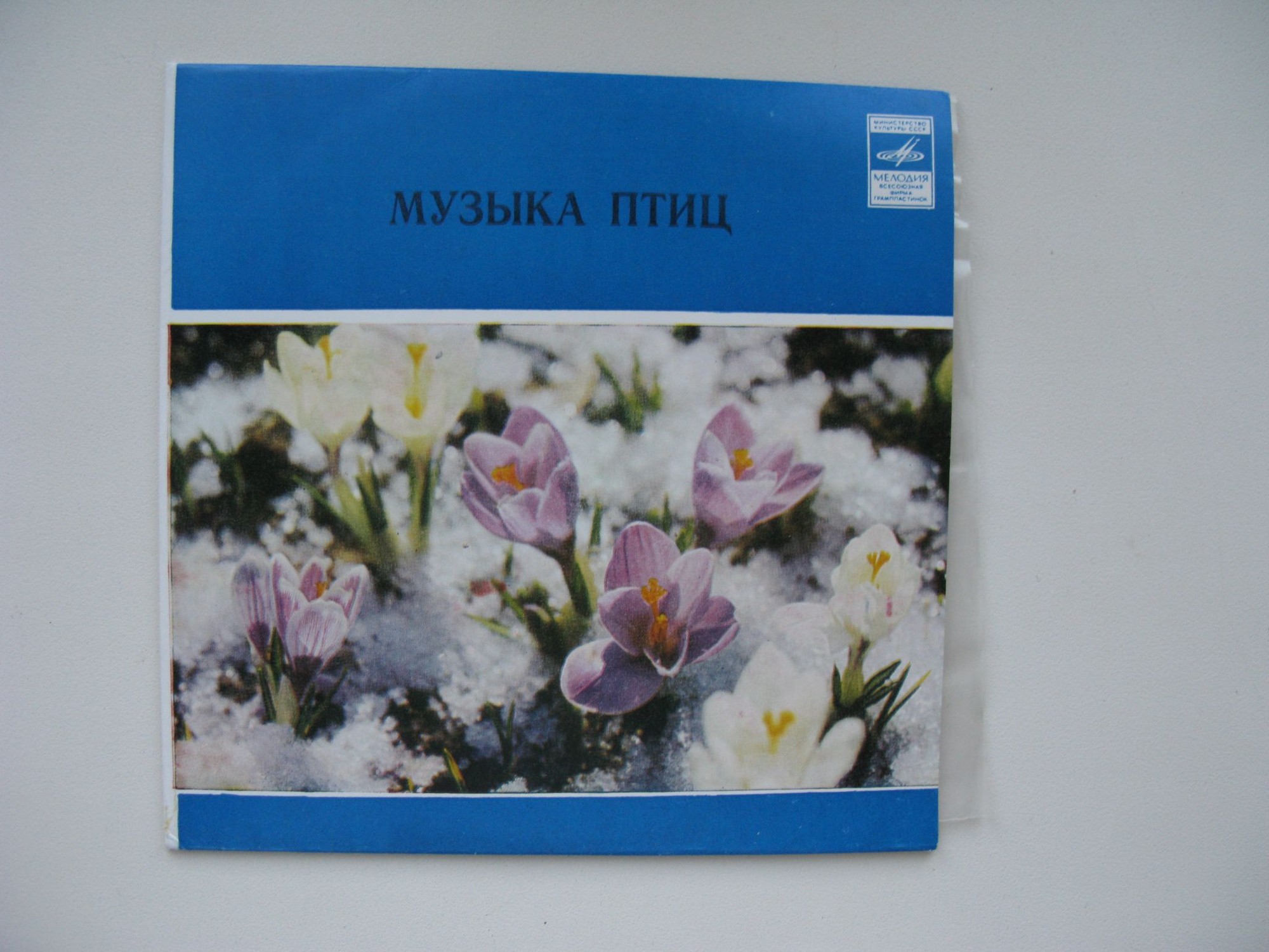 Музыка птиц. Композиция П. Княжевича