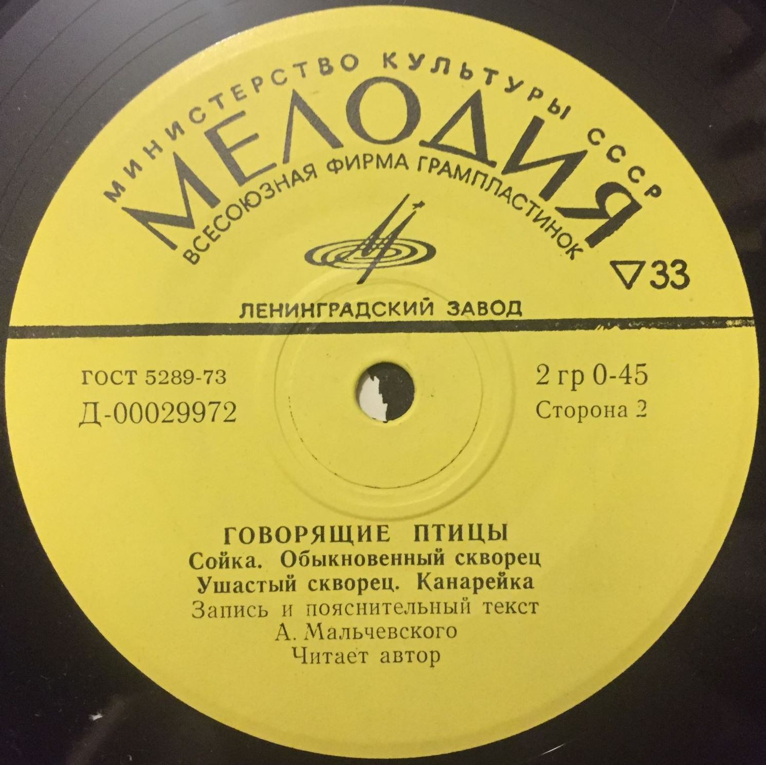 «ПТИЦЫ ПЕРЕД МИКРОФОНОМ И ФОТОАППАРАТОМ». Птицы белых ночей. Говорящие птицы