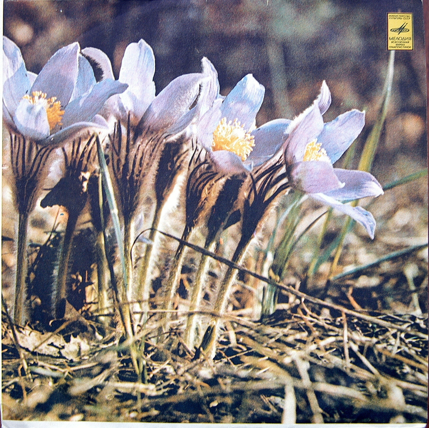 На концерте Эмиля Гилельса