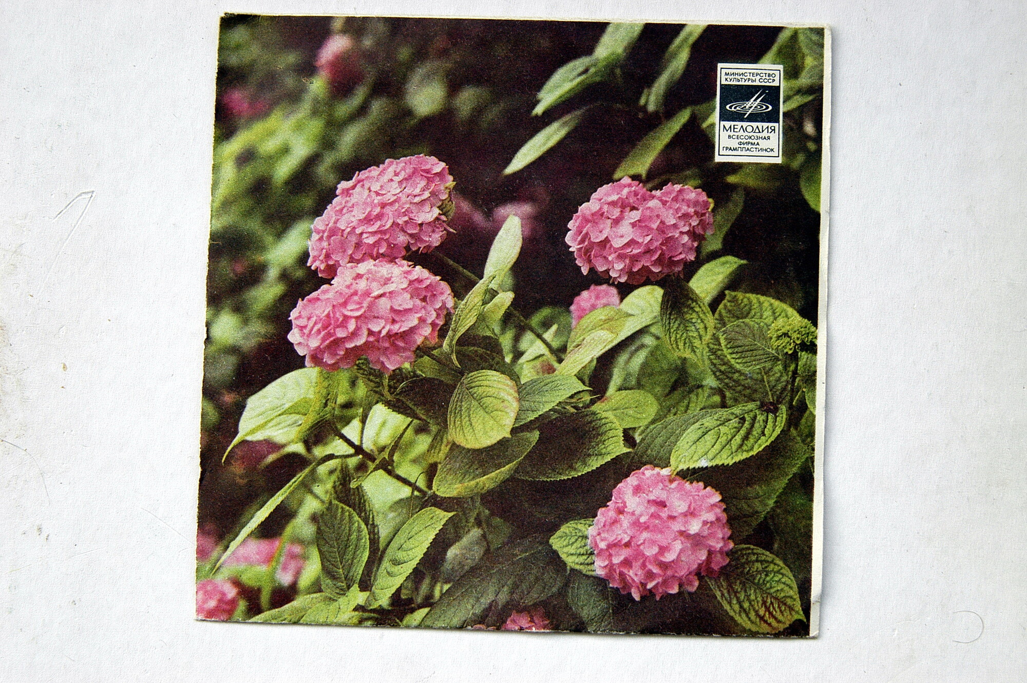 Светлана Резанова