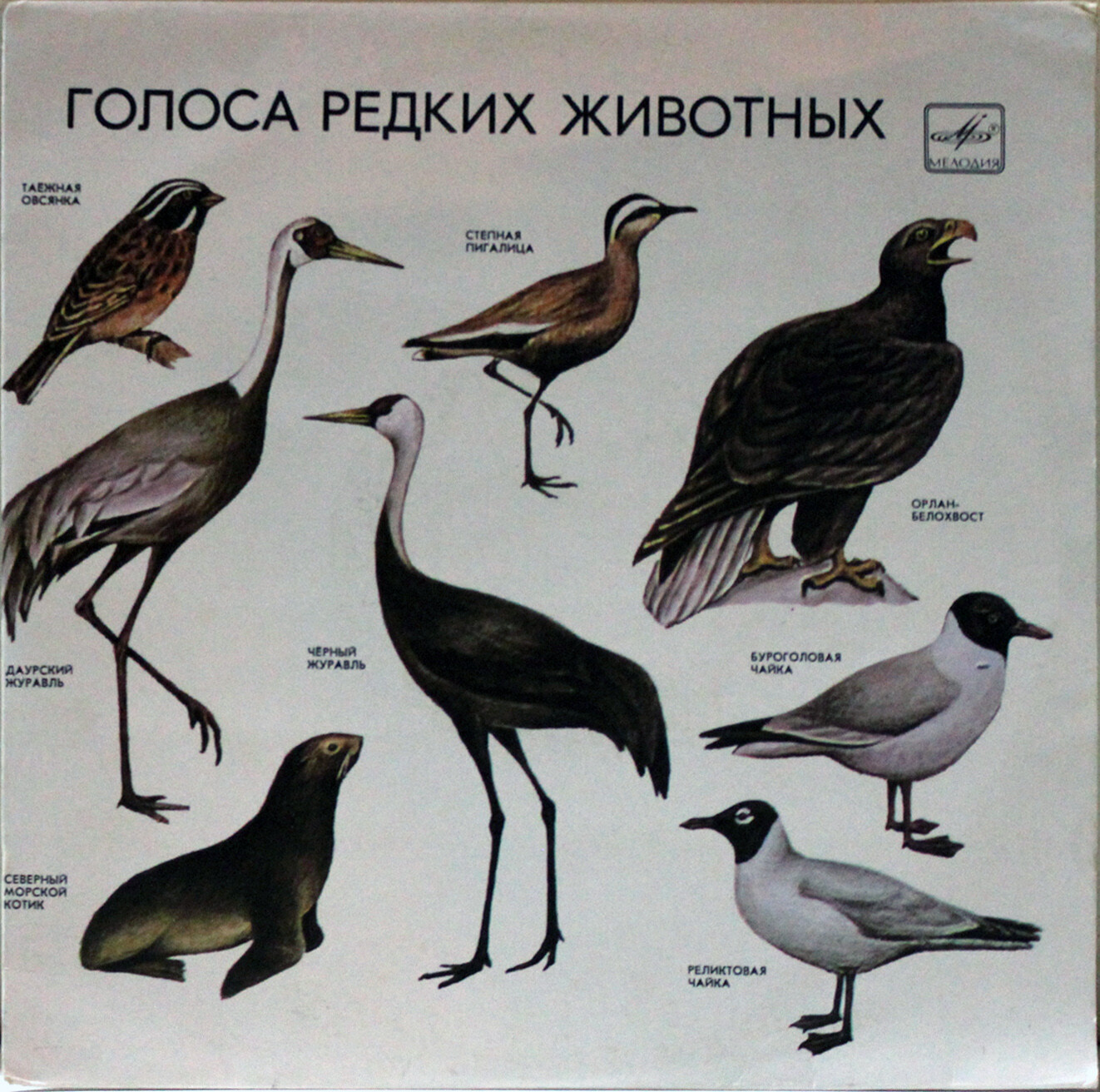 ГОЛОСА РЕДКИХ ЖИВОТНЫХ (для учащихся средней школы). Автор текста И. Никольский; записи производили В. Зубакин, И. Ильинский, И. Никольский, В. Пукинский, А. Сема
