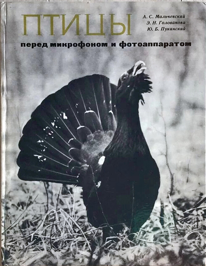 «ПТИЦЫ ПЕРЕД МИКРОФОНОМ И ФОТОАППАРАТОМ». Птицы белых ночей. Говорящие птицы