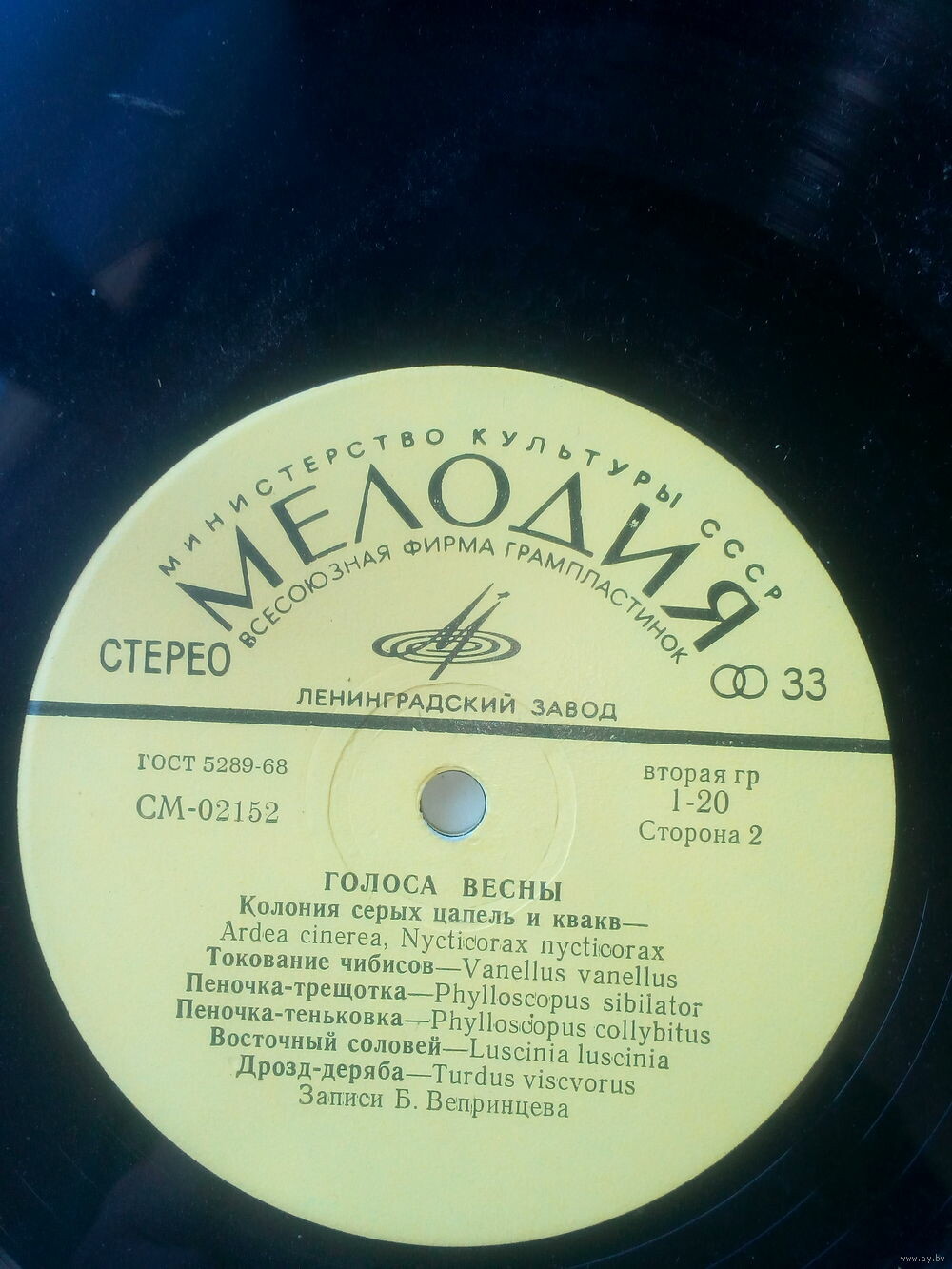 ГОЛОСА ВЕСНЫ  (записи пения и голосов птиц)