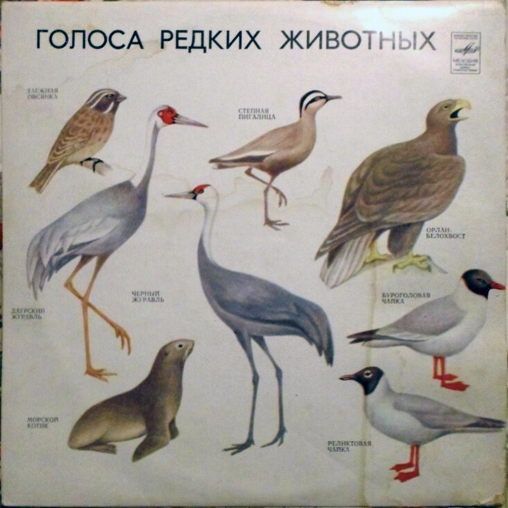 ГОЛОСА РЕДКИХ ЖИВОТНЫХ (для учащихся средней школы). Автор текста И. Никольский; записи производили В. Зубакин, И. Ильинский, И. Никольский, В. Пукинский, А. Сема