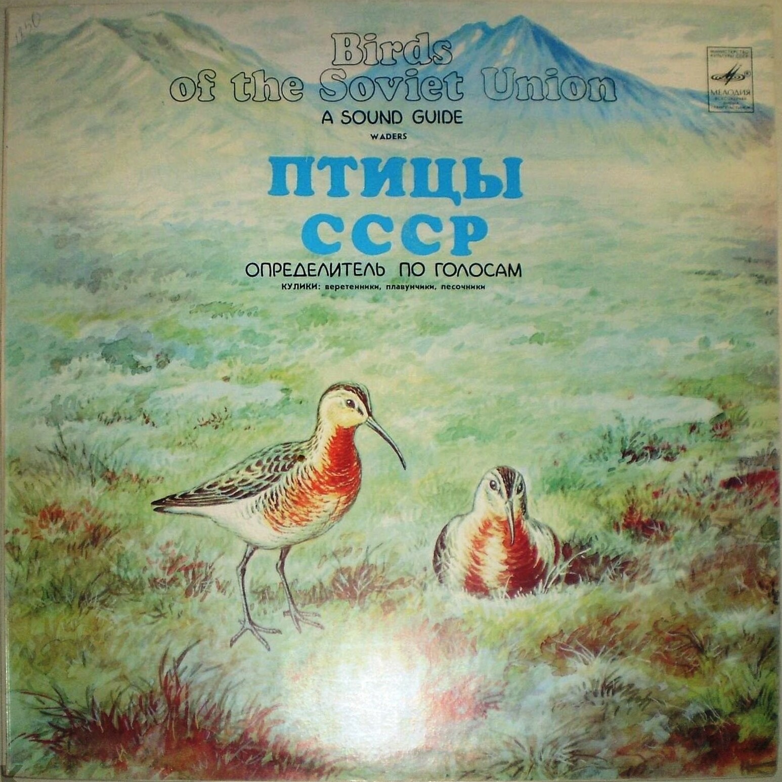 ПТИЦЫ СССР. Определитель по голосам (подготовлен Б. Вепринцевым).