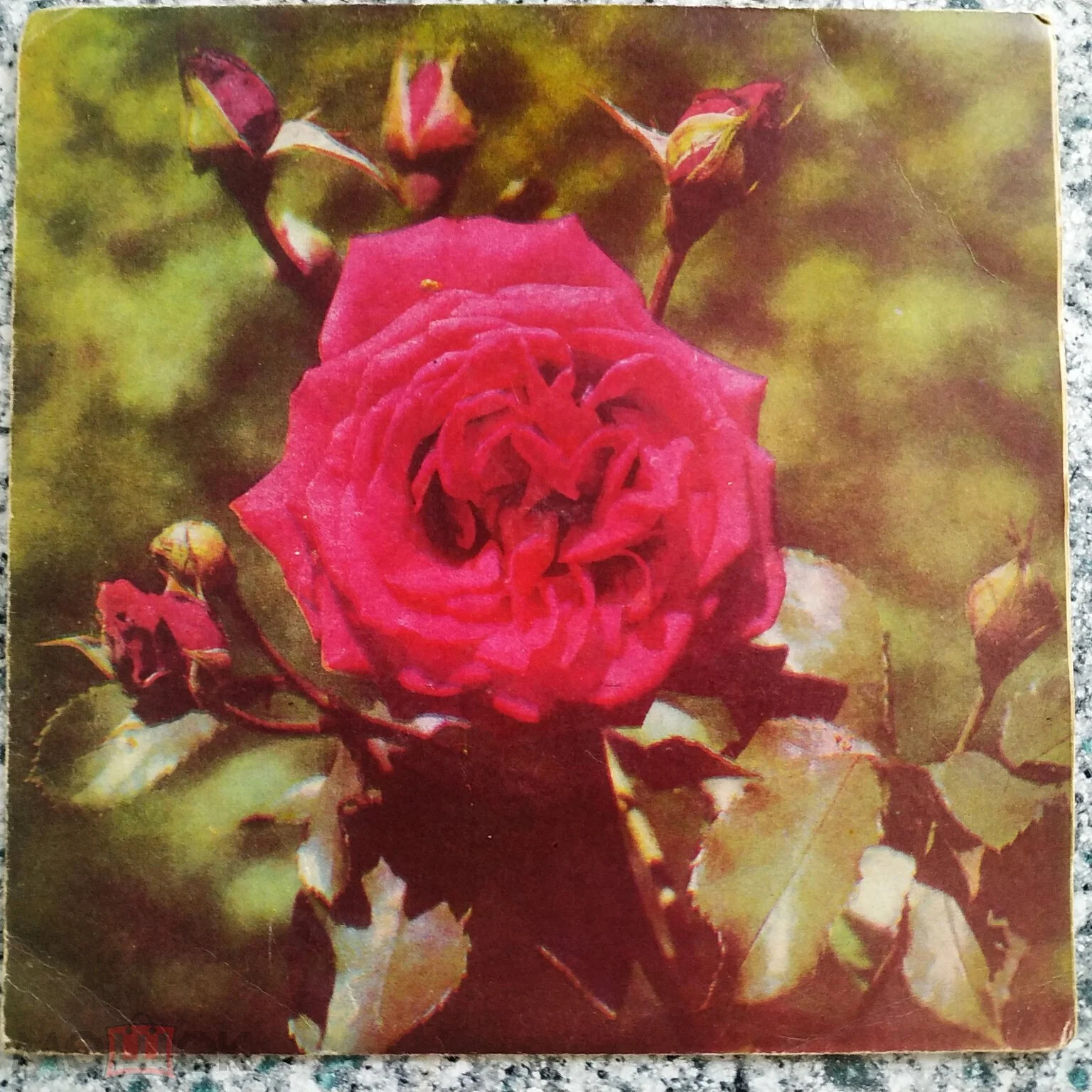 Светлана Резанова / Лев Барашков