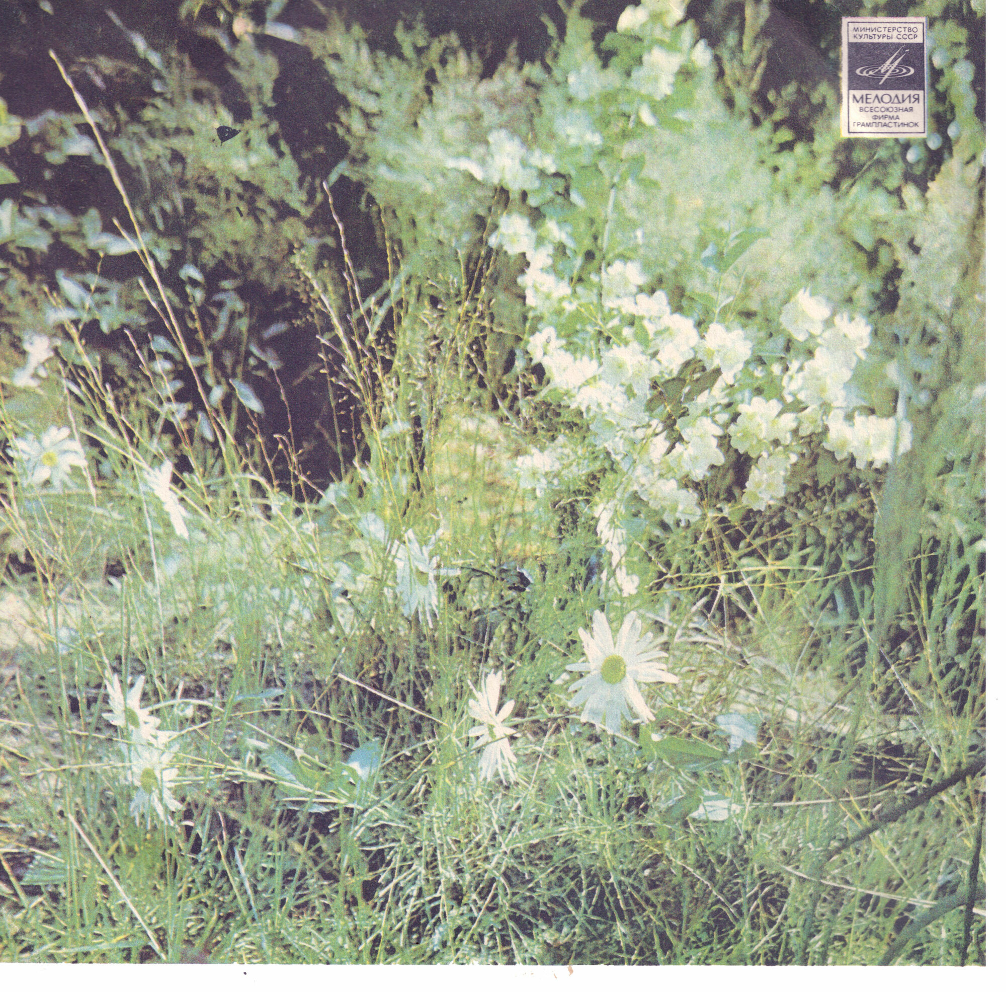 Луговые цветы / -