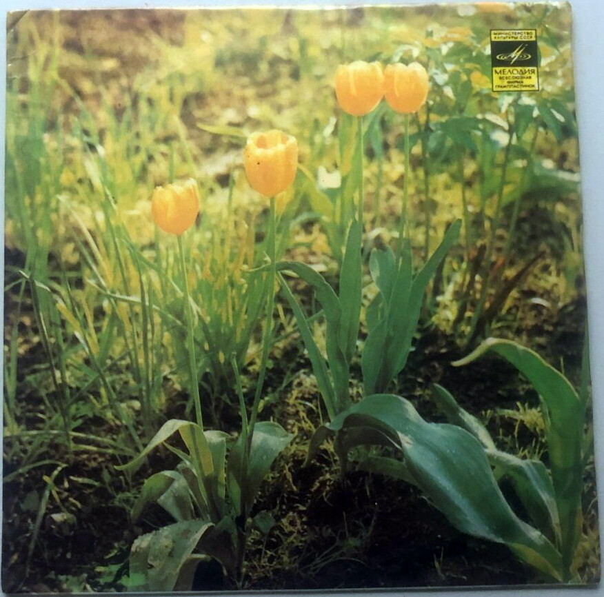 Жёлтые тюльпаны / Стерео. 1978